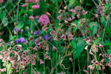 Spring blossoms on a Nectaroscordum siculum