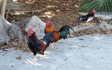 Wild Chickens Wander Key West, Florida