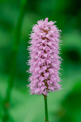 Tall flowers of the Common Bistort (Persicaria bistorta)