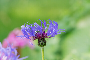 Perennial cornflower or Centaurea montana flower