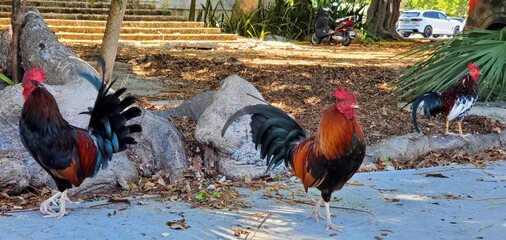 Roosters Run Wild in Key West, FL