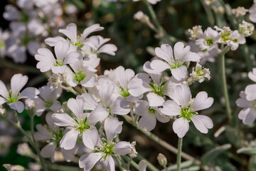 The brightly colored spring flowers of Erysimum cheiri Cheiranthus