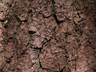 Full frame background of textured gnarled tree trunk with copyspace