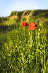 red poppy field