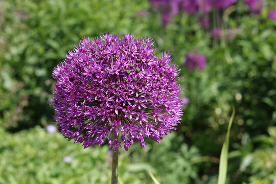 Beautiful deep purple allium flower and foliage in garden setting 