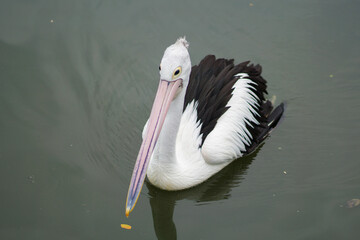 American white pelican reflected in calm water