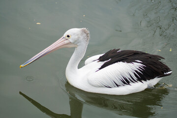 American white pelican reflected in calm water