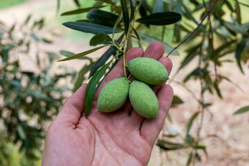 A hand holds fresh green olives, a Greek food staple.