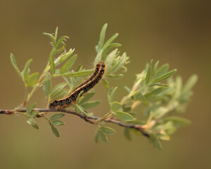 Caterpillar on a plant.