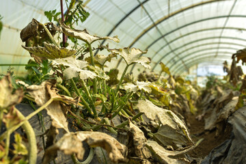 Fungal disease Powdery mildew on zucchini foliage in greenhouse, powdery mildew on cucurbits in...