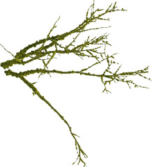 Top view of dead tree