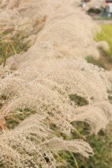 ススキ田んぼの秋風景