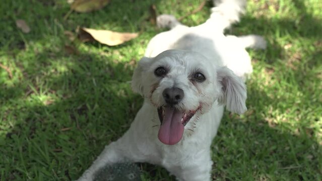 cute white puppy sitting in the grass