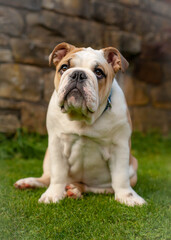 English Bulldog puppy sitting on grass.
