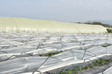 Green strawberry field with on the horizon, Strawberry plantation on sunny day, Strawberry bushes on strawberry field in a farm, Strawberries plantation, jijel Algeria North Africa