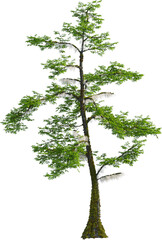 Side view of Taxodium Distichum tree