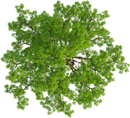 Top view of Taxodium Distichum tree