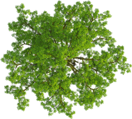 Top view of Taxodium Distichum tree