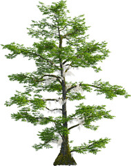 Side view of Taxodium Distichum tree