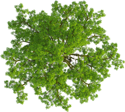 Top view of Taxodium Distichum tree