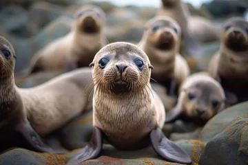 Foto op Canvas A group of baby sea lions gather around to look at the camera © Florian