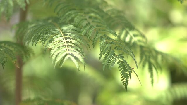 fern leaves in the forest