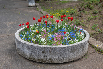 Spring flowers at South Park in city of Sofia, Bulgaria