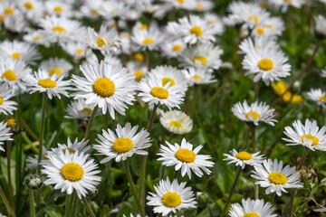 Spring flowers at South Park in city of Sofia, Bulgaria