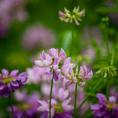 Fototapeta premium Crown Vetch