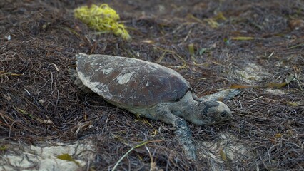 Closeup of dead sea turtle on a beach with surf coming in and plastic netting in the background.
