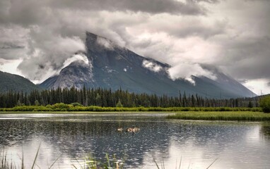 Canadian Geese family with chicks floating in calm lake in Canadian Rockies in a rainy summer day....