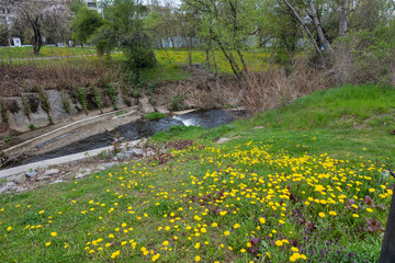 Spring flowers at South Park in city of Sofia, Bulgaria