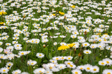 Spring flowers at South Park in city of Sofia, Bulgaria