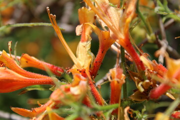 Azalea sawfly larvae damaged leaves and flowers