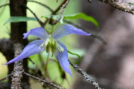 Alpine clematis flowers in the Canadian Rockies forest. Banff National park. Alberta. Canada