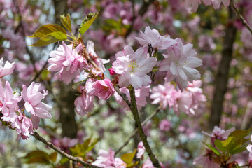 Spring flowers at South Park in city of Sofia, Bulgaria