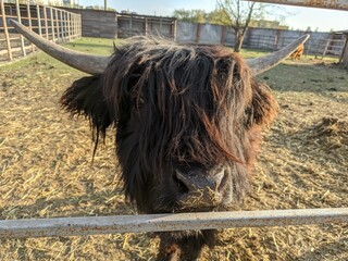 bull in a pasture