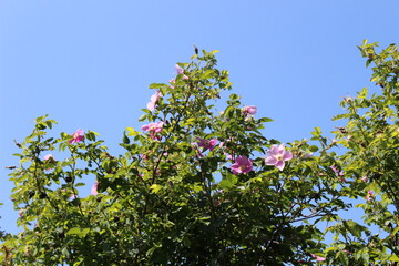 Wild pink rose flowers bloom in blue sky background