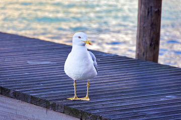 Seagull's Perch on Venice's Grand Canal
