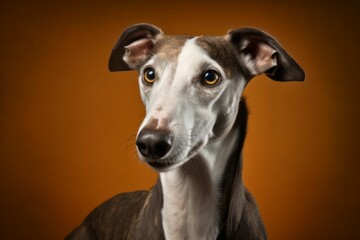 Obraz na płótnie Canvas Studio portrait of a dog breed Greyhound. AI generated, human enhanced