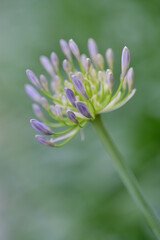 Fototapeta premium 爽やかな涼感のある花を咲かせるアガバンサス。立ち姿が優雅で美しい。初夏に楽しめる