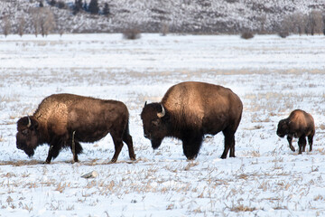American Bison (Bison Bison) Familial Unit.  Two parents and offspring in a winter grassland landscape, winter in Yellowstone is a tough time to be a calf