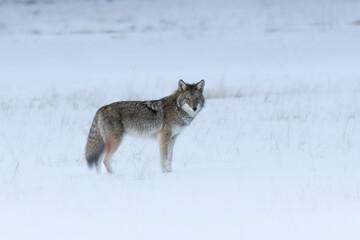 Coyote (Canis latrans) finds home in the winter.  A wild canid species in the iconic Yellowstone National Park. Thick coat of fur to protect from the cold, harsh elements