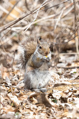 Forager of the Forest. Medium sized rodents of the woods, Gray Squirrels (Sciurus carolinensis) will be found rummaging through the underbrush, particularly in spring, for left behind vittles 