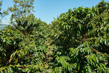 Fototapeta na wymiar plantación de café en Colombia, cafetal.