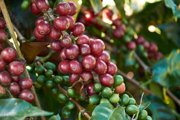 granos de café maduros en la planta