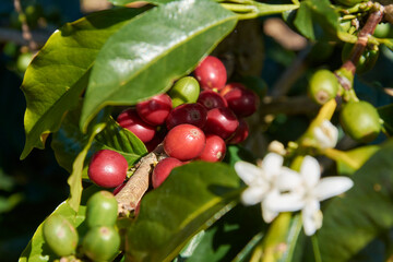 granos de café maduros en la planta