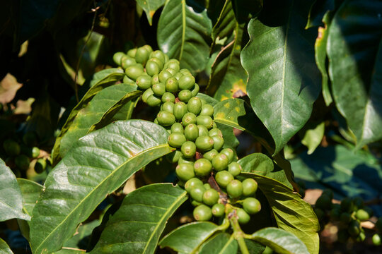 granos de caf&eacute; verde en la planta