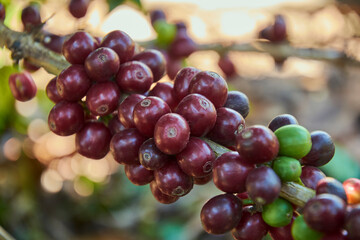 granos de café maduros en la planta