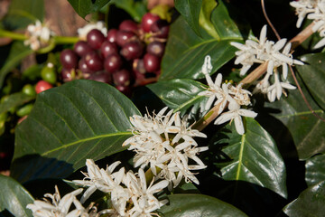 flor de café, cafeto floreciendo